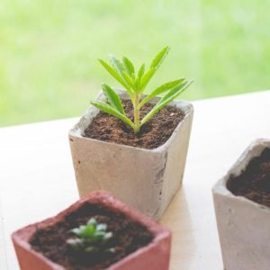 Green Life Plant